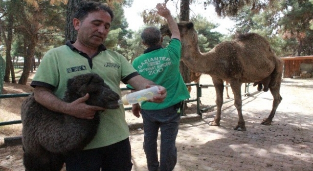 Gaziantep Hayvanat Bahçesi'nde yavru deve ve zebra heyecanı