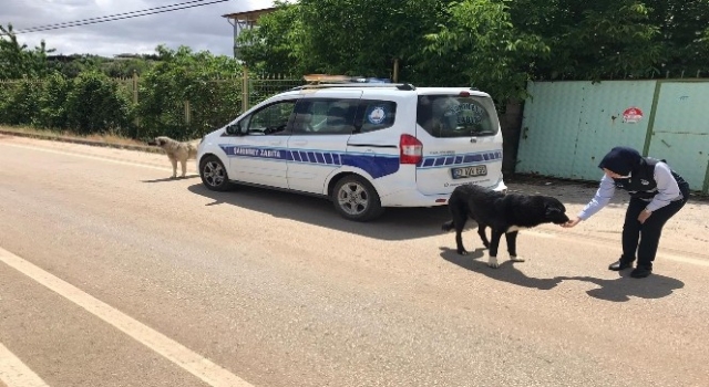 Yasak günlerinde sokak hayvanları unutulmayacak