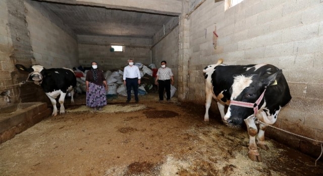 Tahmazoğlu'ndan hayvancılığa tam destek