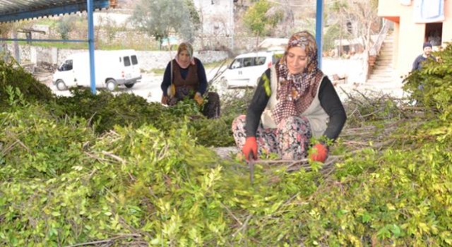 Köylünün yeni geçim kaynağı yaban mersini yağı! 10 gramı 25 liradan satılıyor