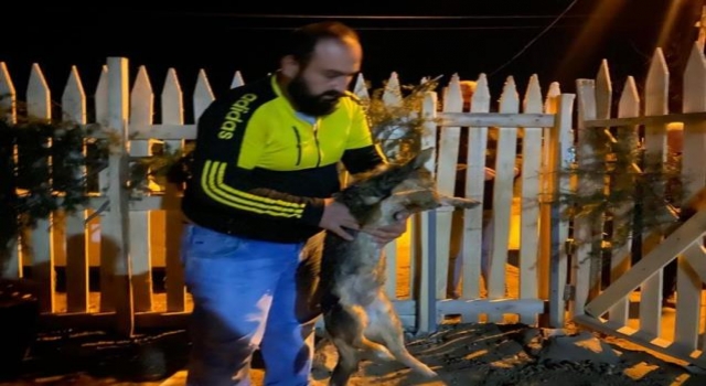 Köpek, kedi, horoz ve tavuklar zehirli yiyecek sebebiyle öldü