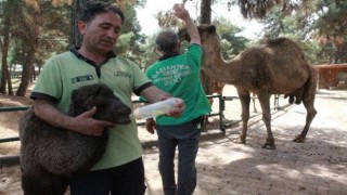 Gaziantep Hayvanat Bahçesi'nde yavru deve ve zebra heyecanı