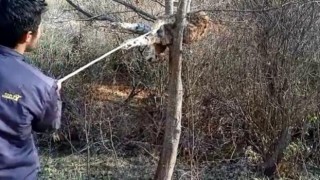 Nesli tükenme tehlikesiyle karşı karşıya olan vaşak, avcıların hedefi oldu