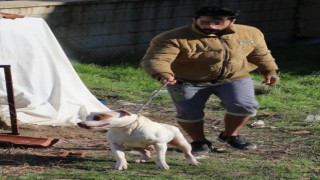 Denizli'de13 yaşındaki çocuk pitbull cinsi köpeğin saldırısına uğradı