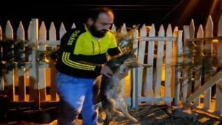 Köpek, kedi, horoz ve tavuklar zehirli yiyecek sebebiyle öldü