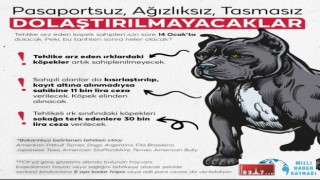 Tehlikeli köpek ırkları için yeni dönem: Çip yoksa sokak da bakımı da yasak